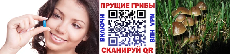 Псилоцибиновые грибы GOLDEN TEACHER Торопец